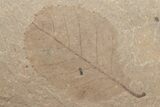 Fossil Leaf - McAbee Fossil Beds, BC #213272-1